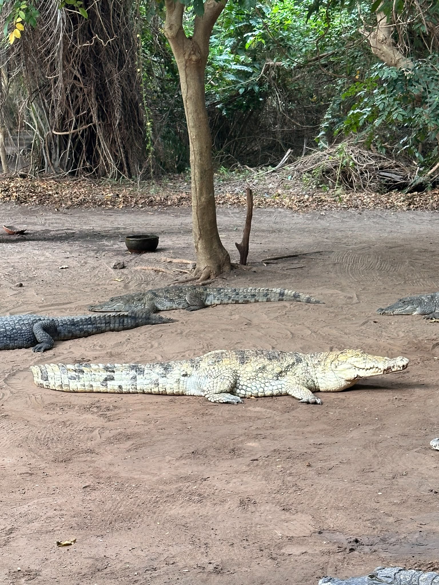 Kachikally