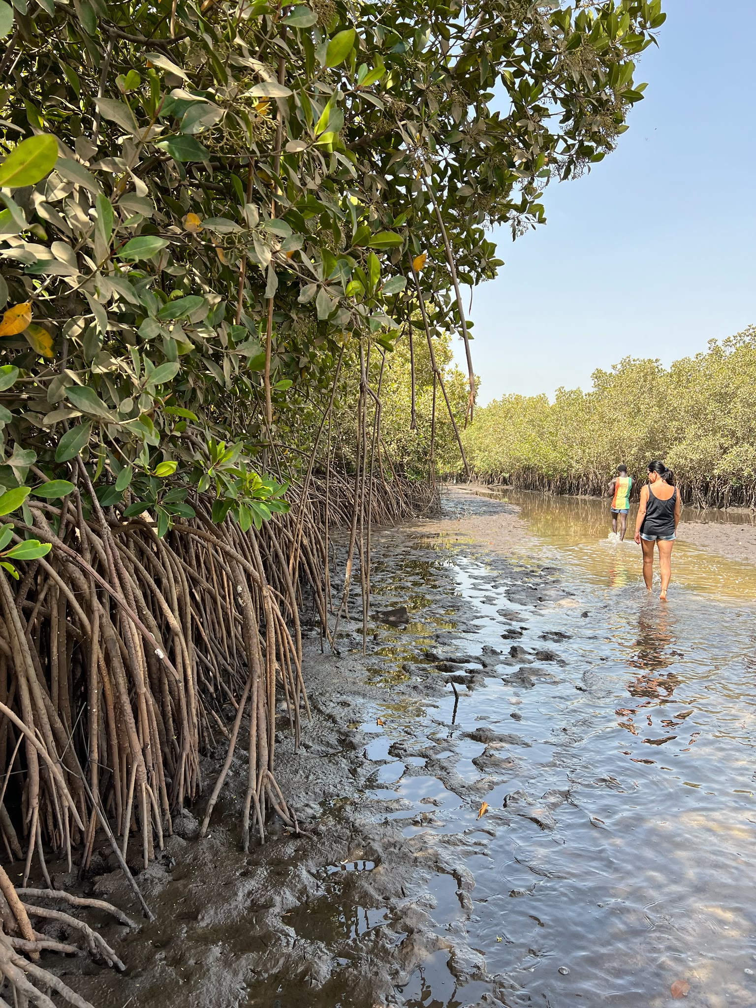 Lamin Lodge