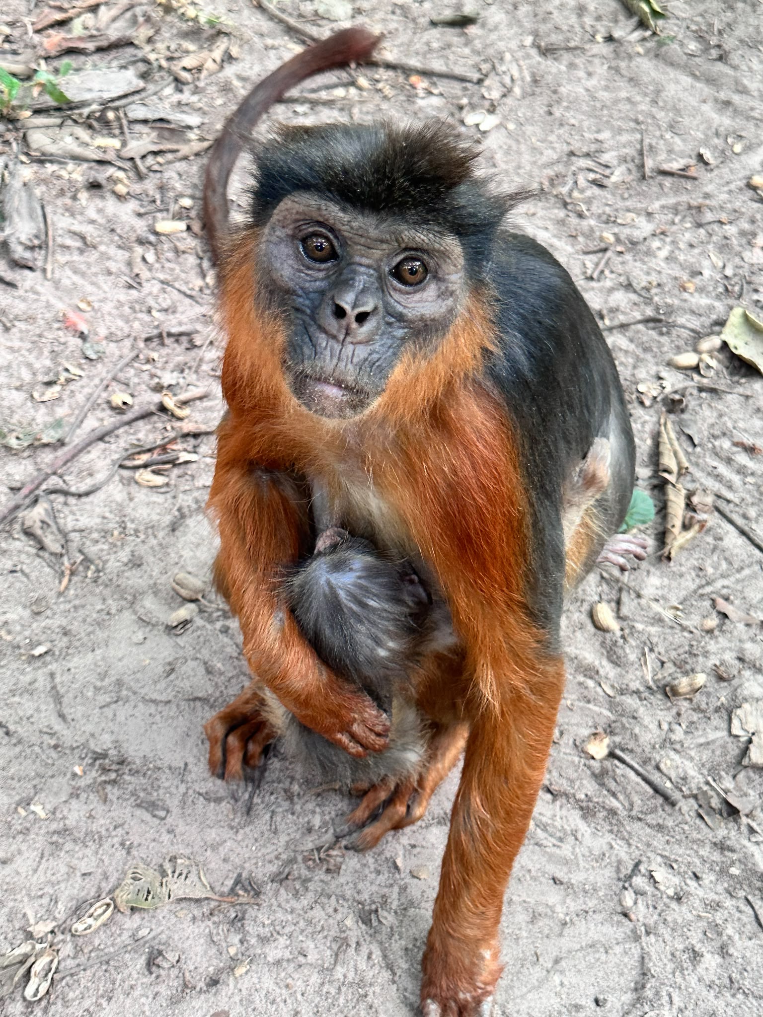 Monkey Park
