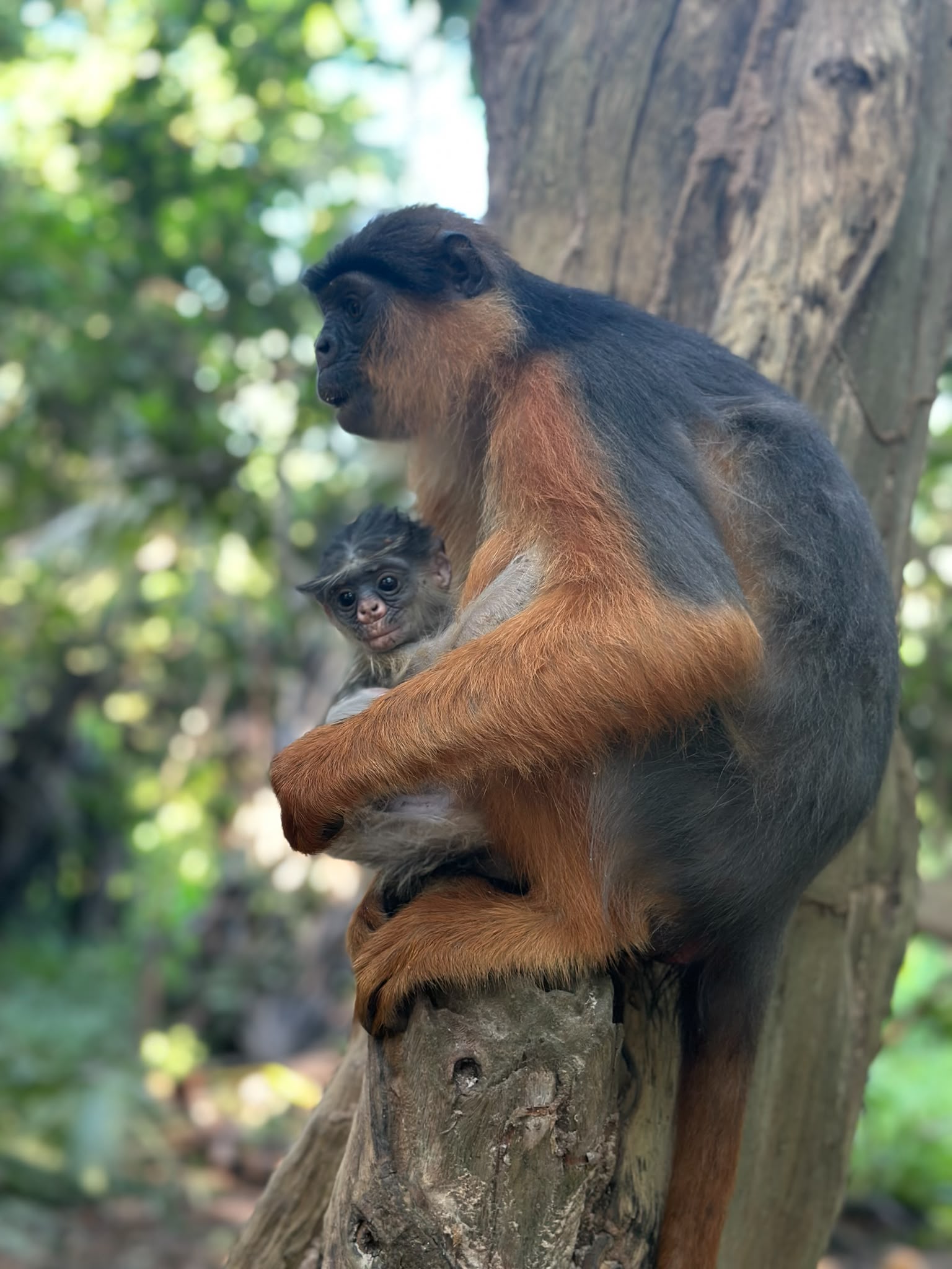 Monkey Park