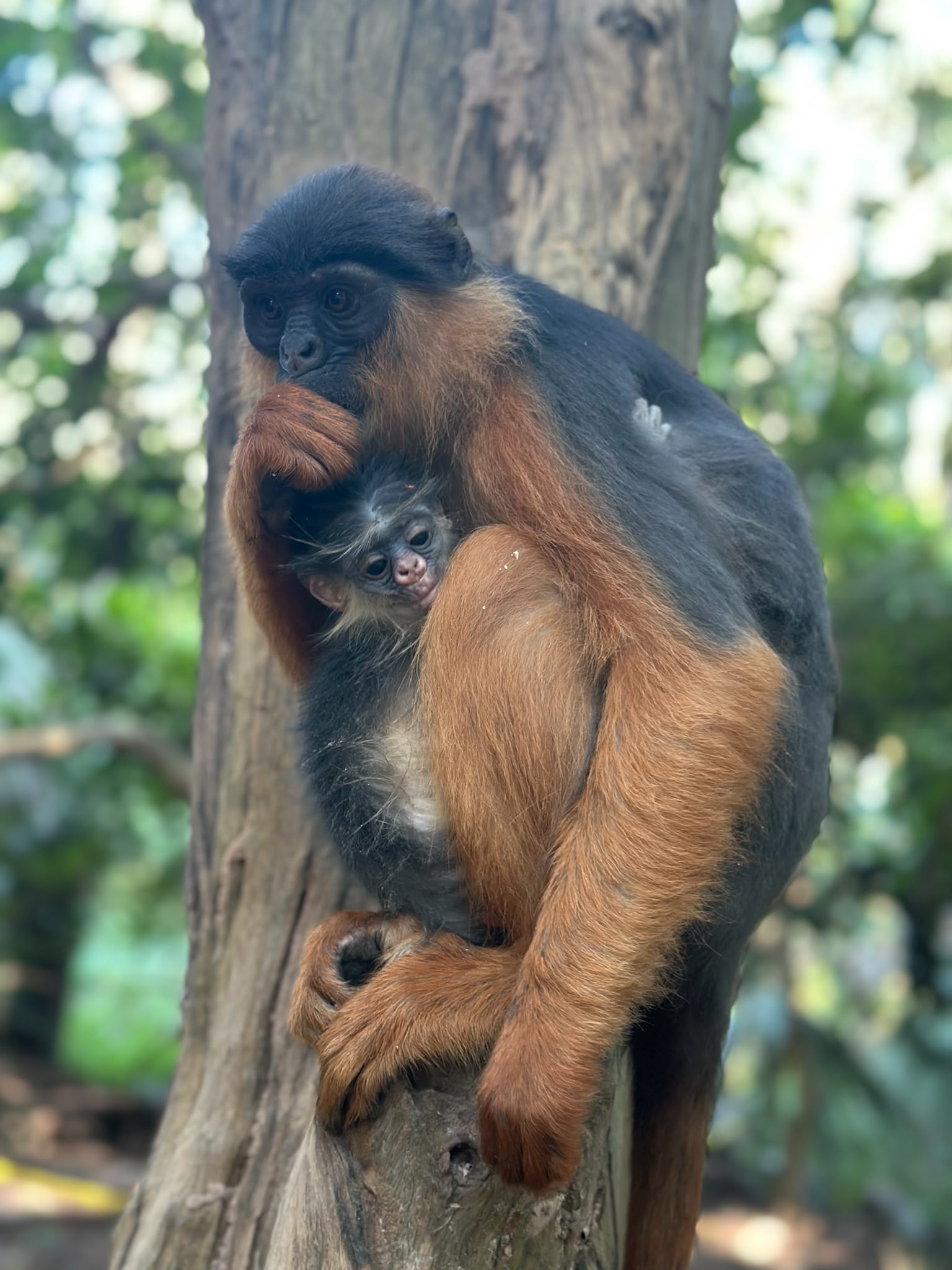 Monkey Park