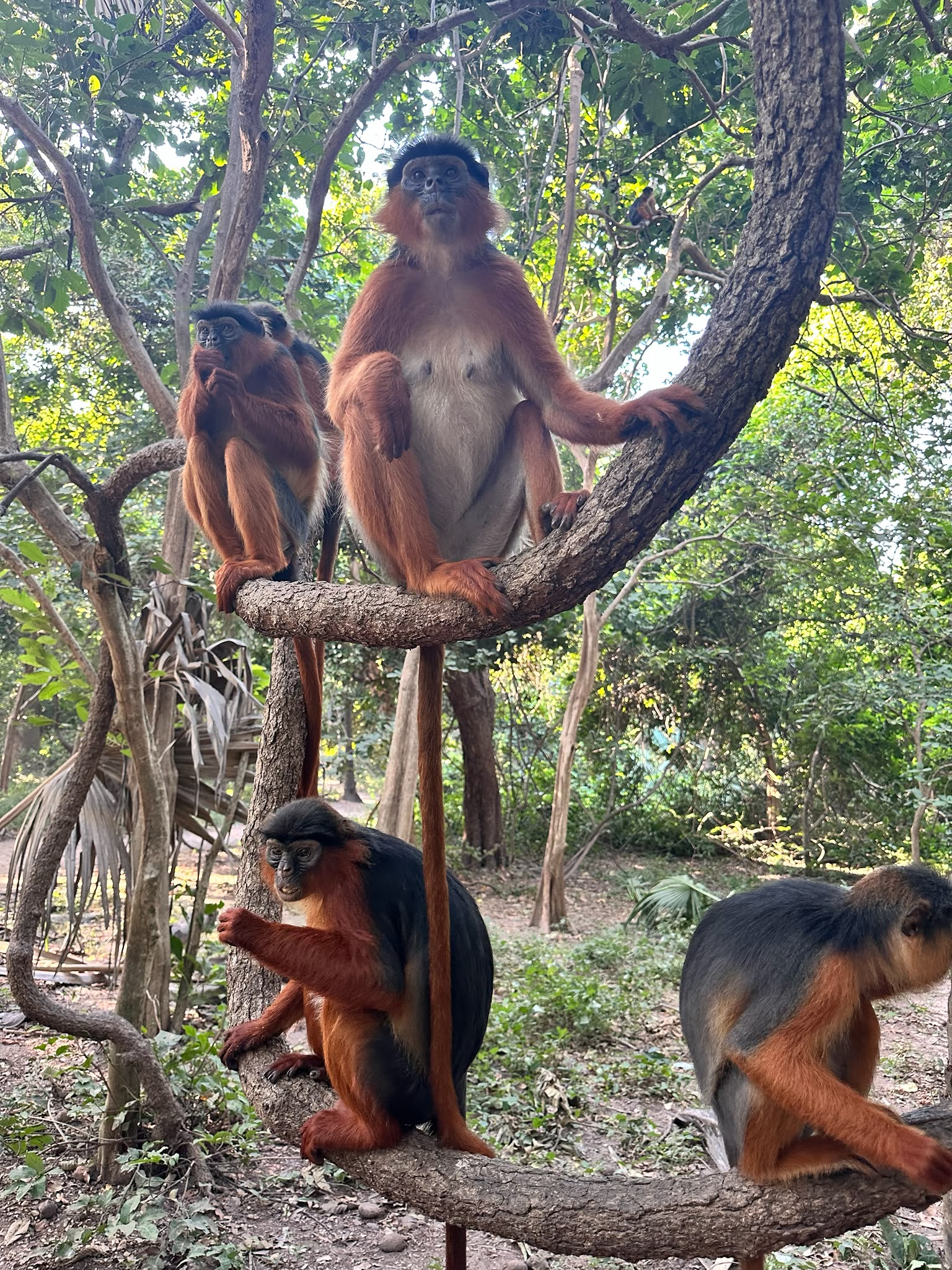 Monkey Park