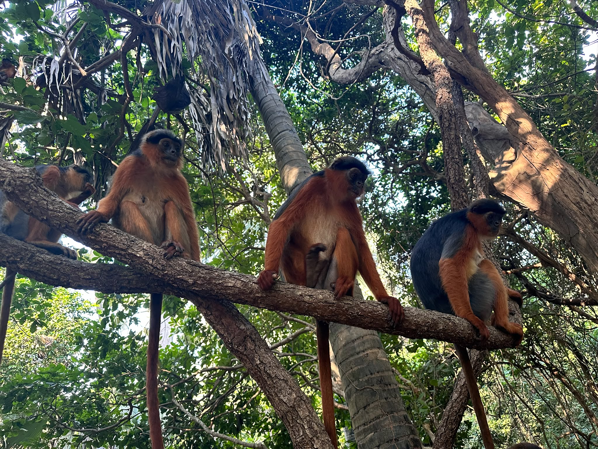 Monkey Park