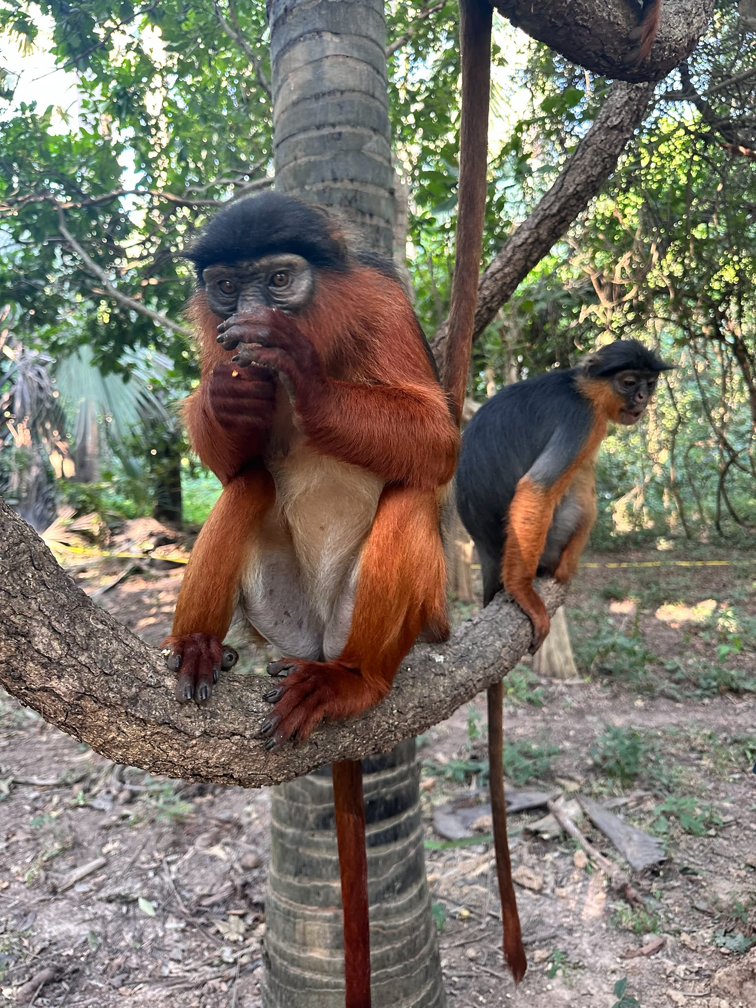 Monkey Park