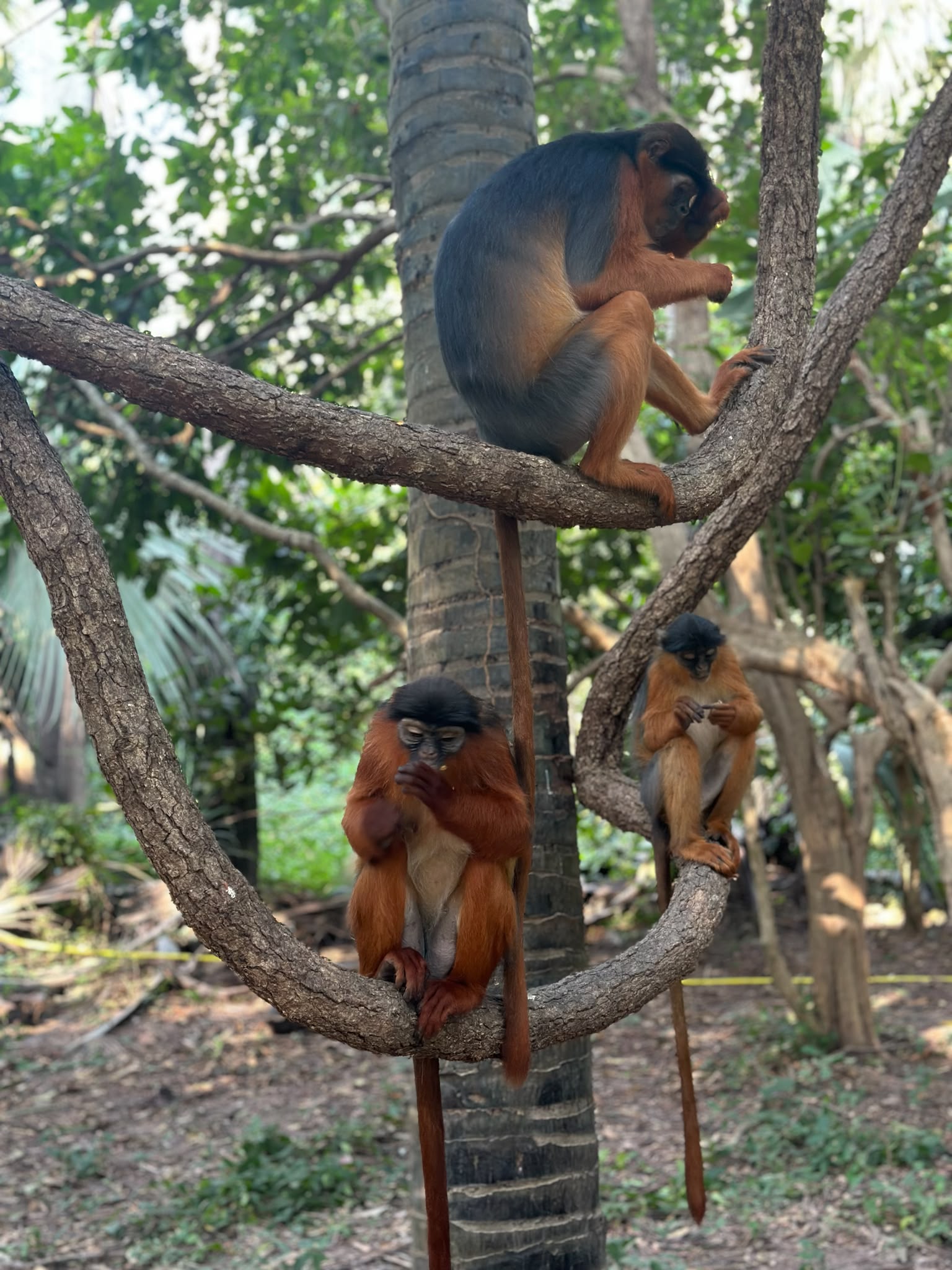 Monkey Park