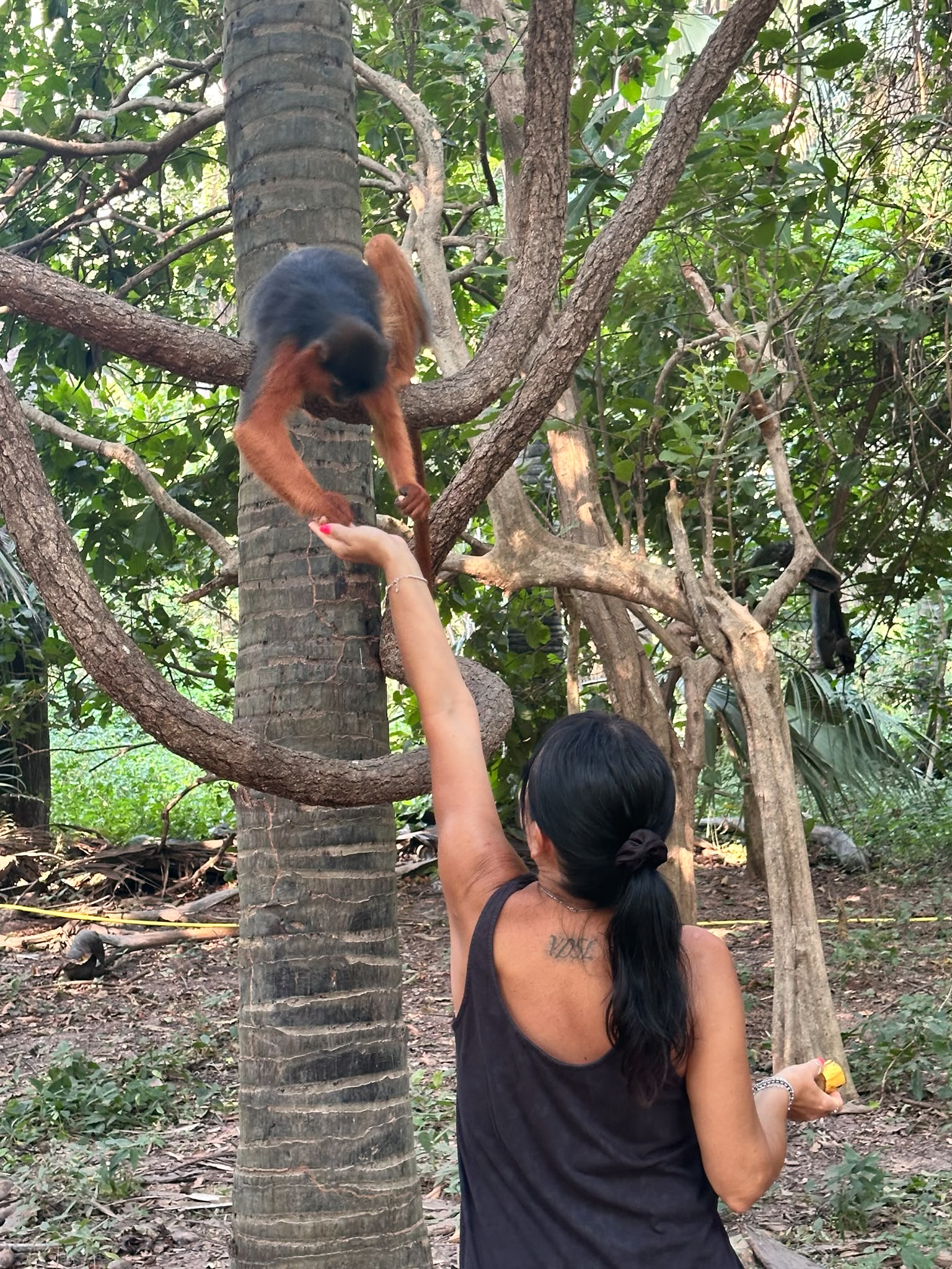 Monkey Park
