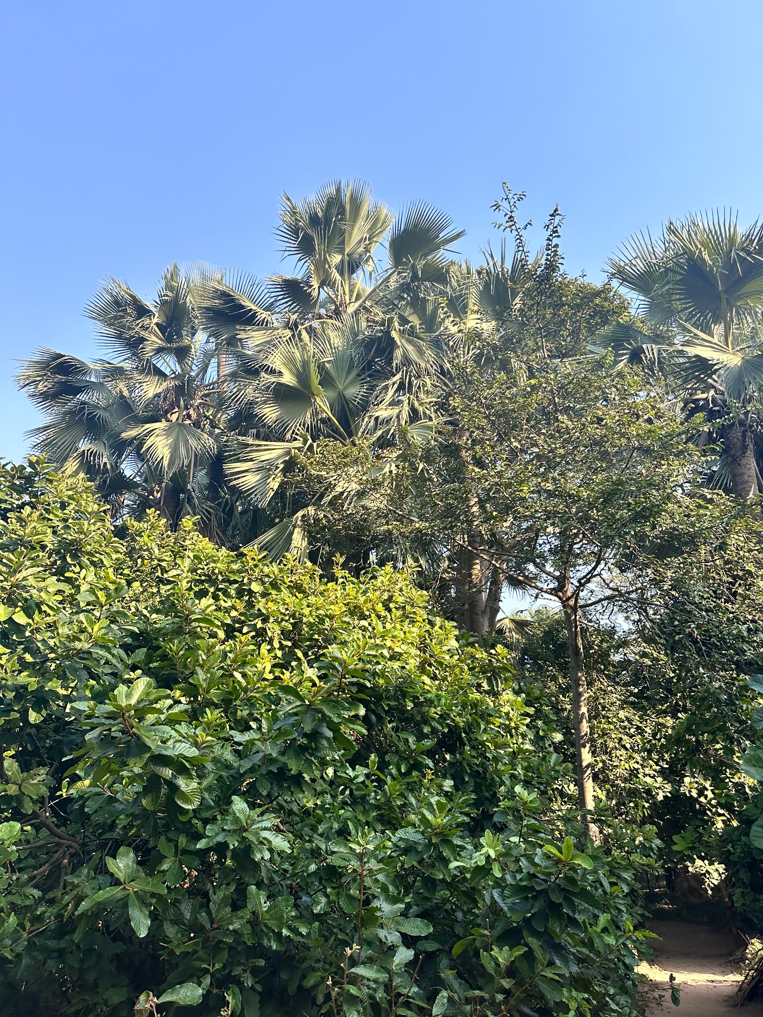 Monkey Park