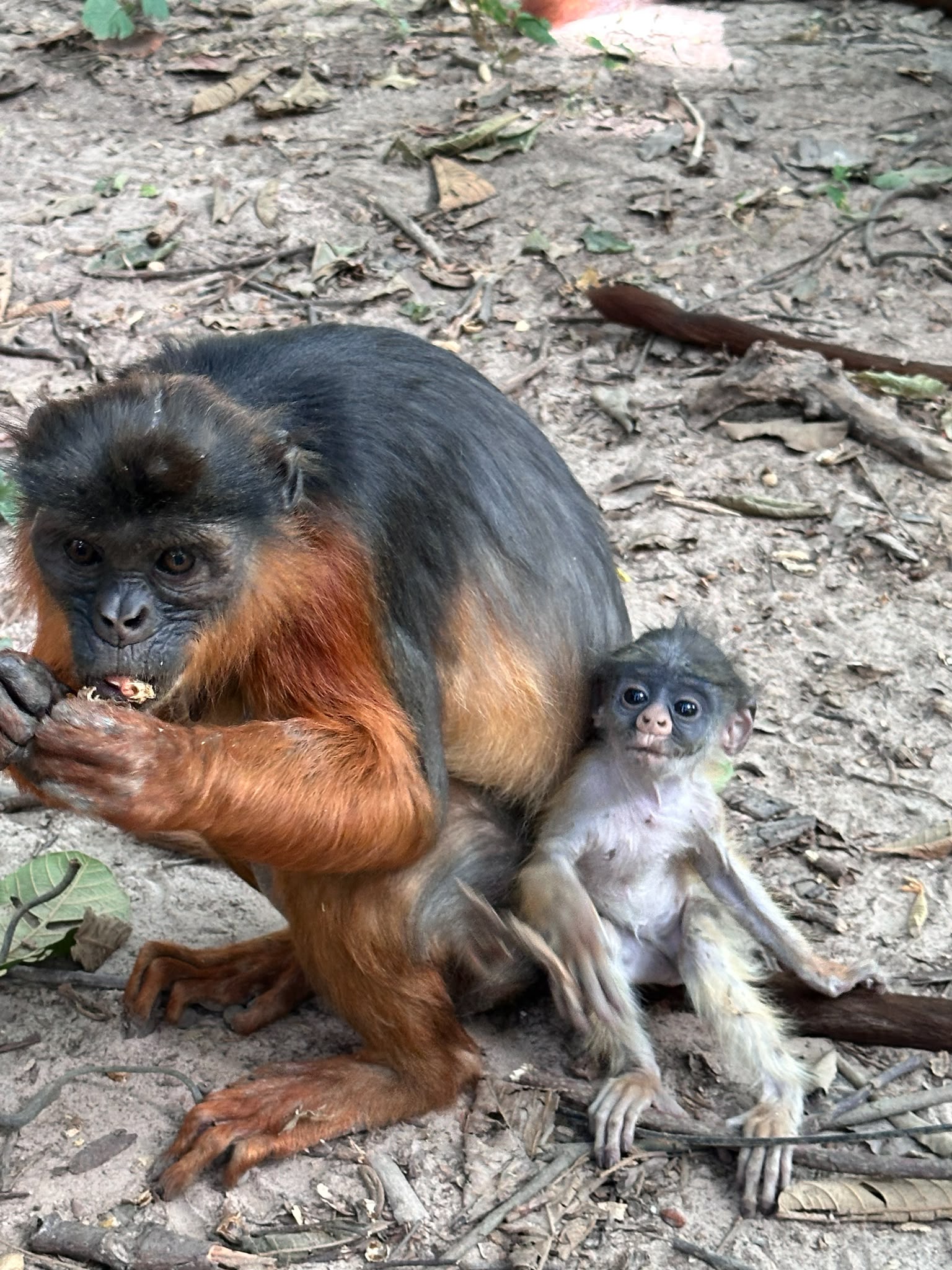 Monkey Park