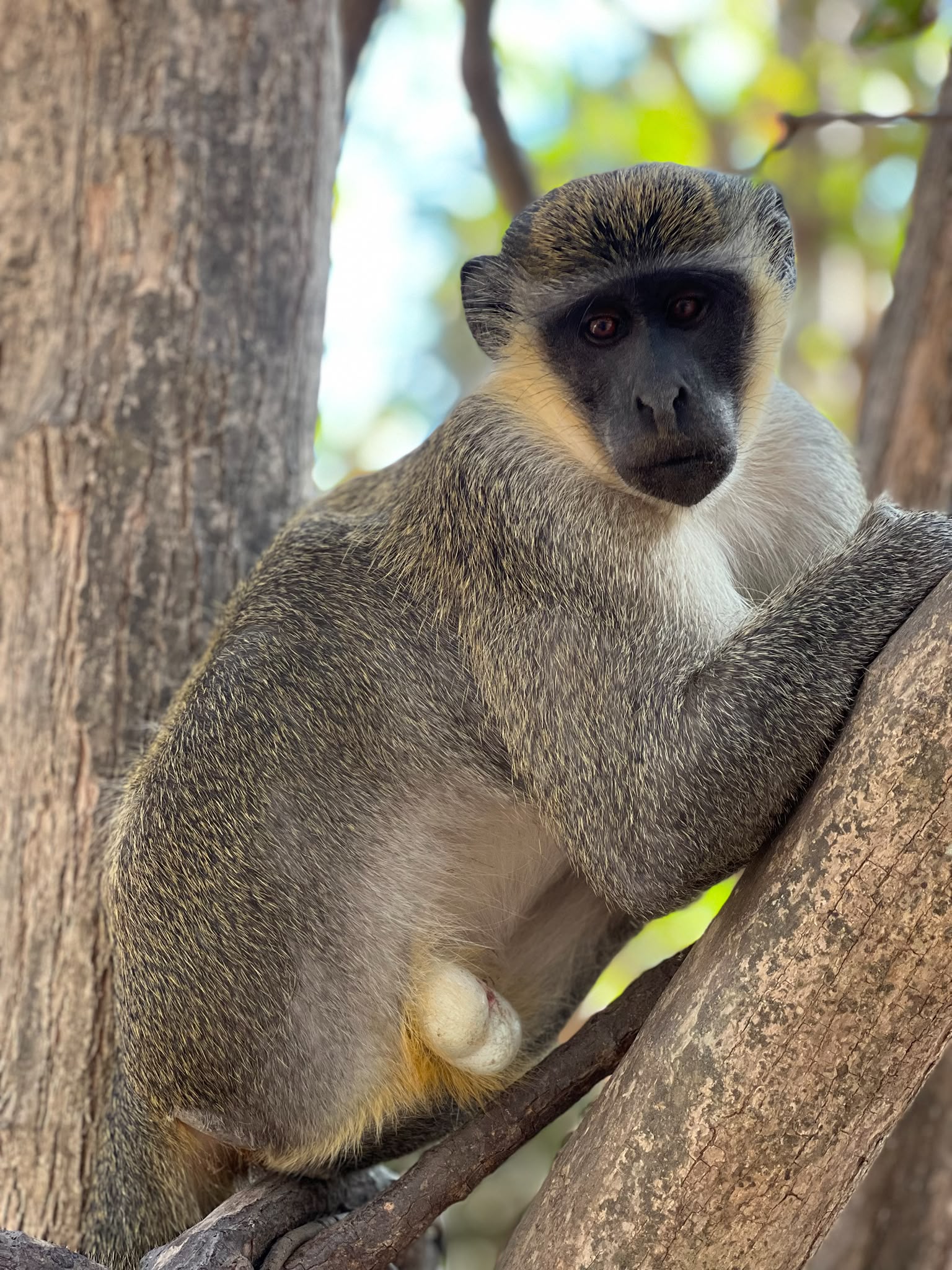 Monkey Park