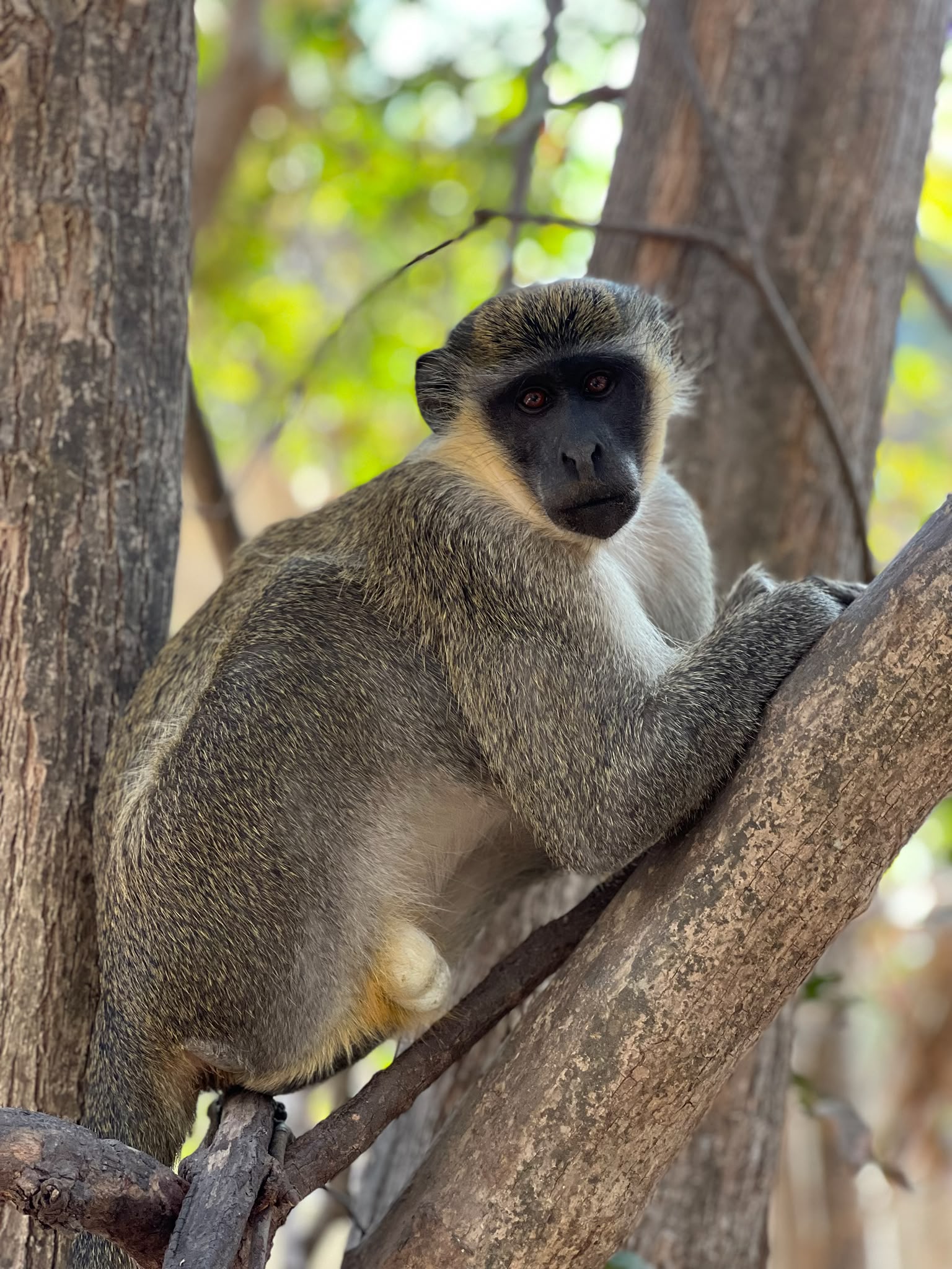 Monkey Park