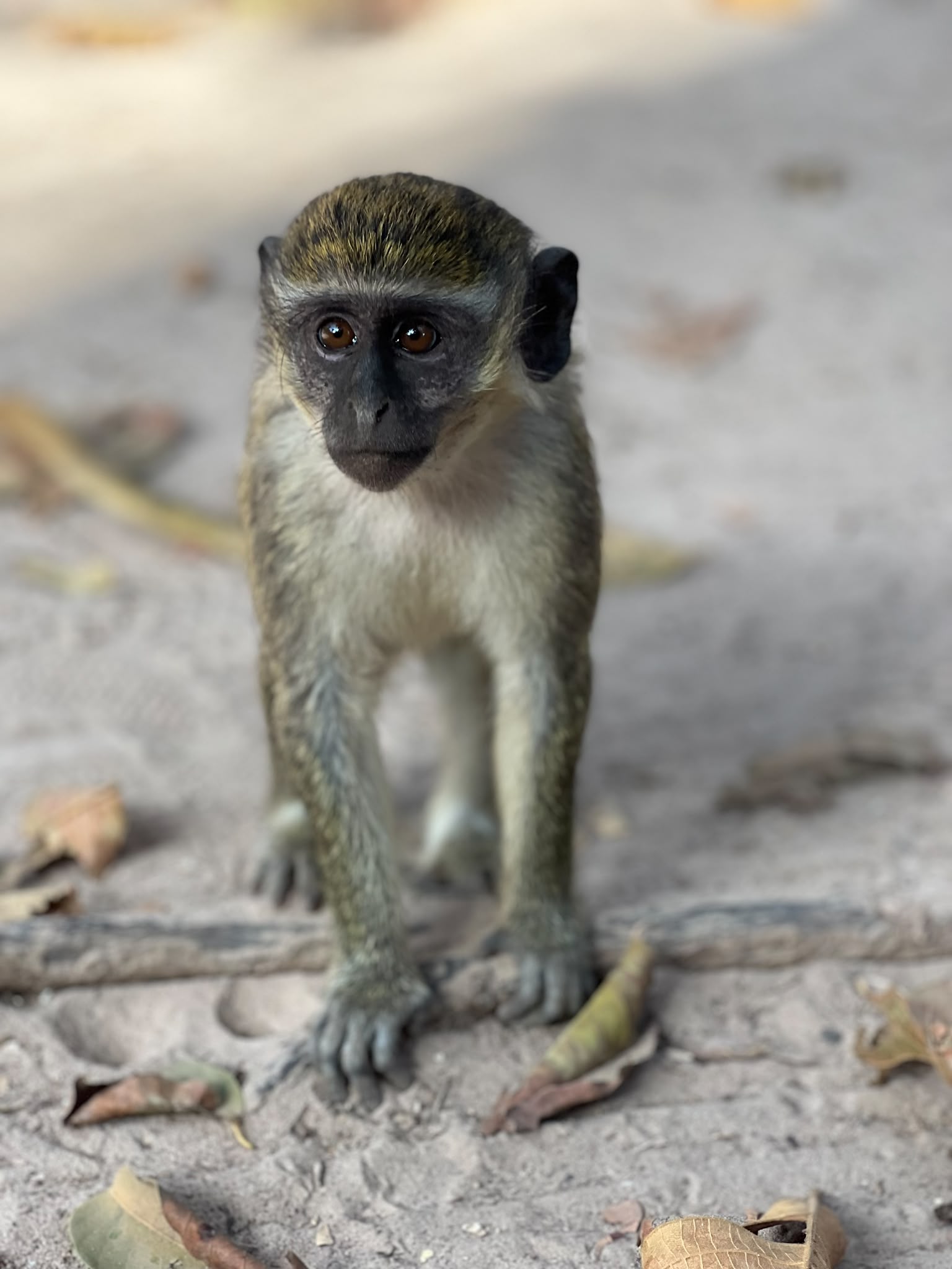 Monkey Park