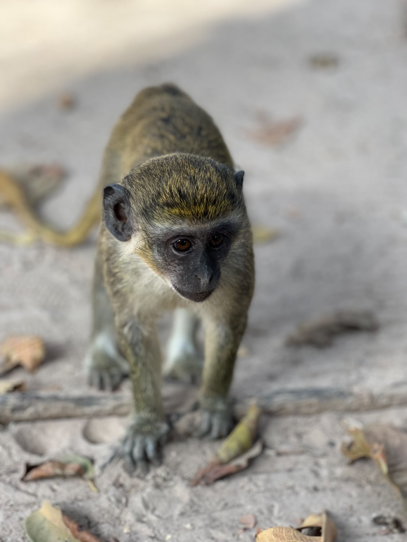 Monkey Park