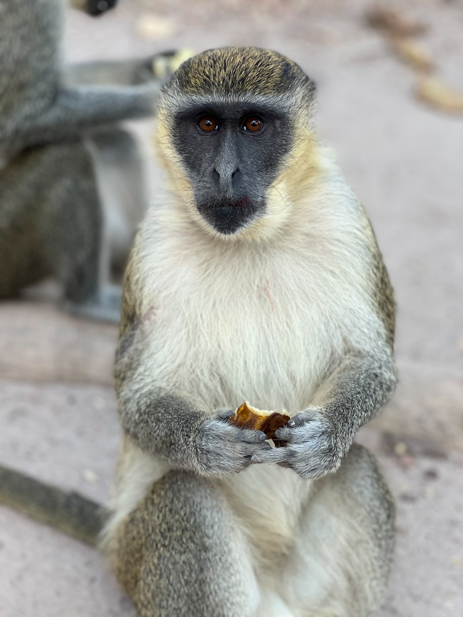 Monkey Park