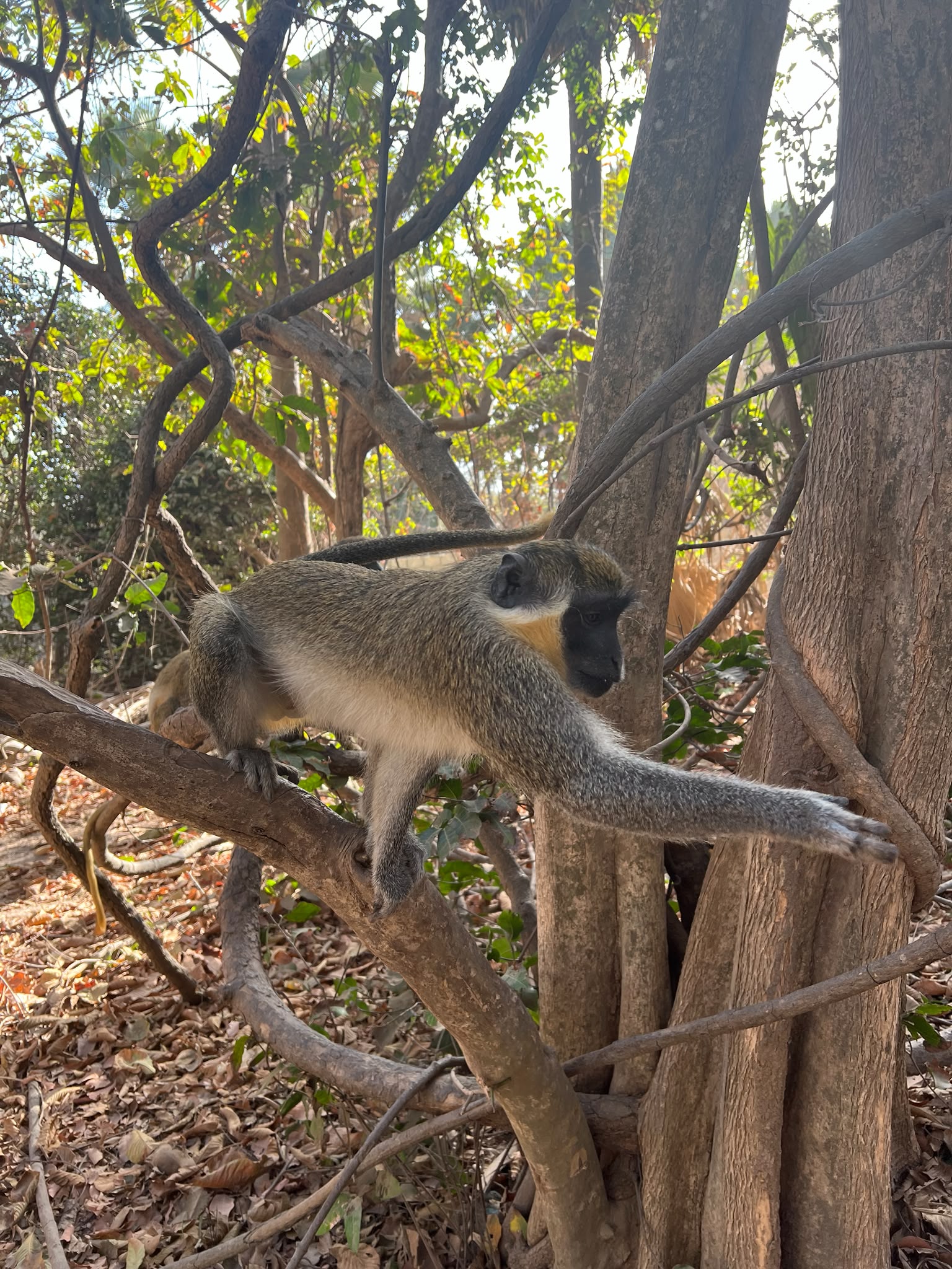 Monkey Park