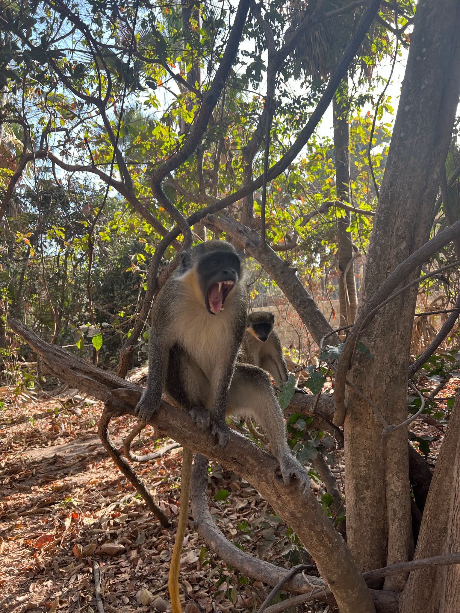 Monkey Park