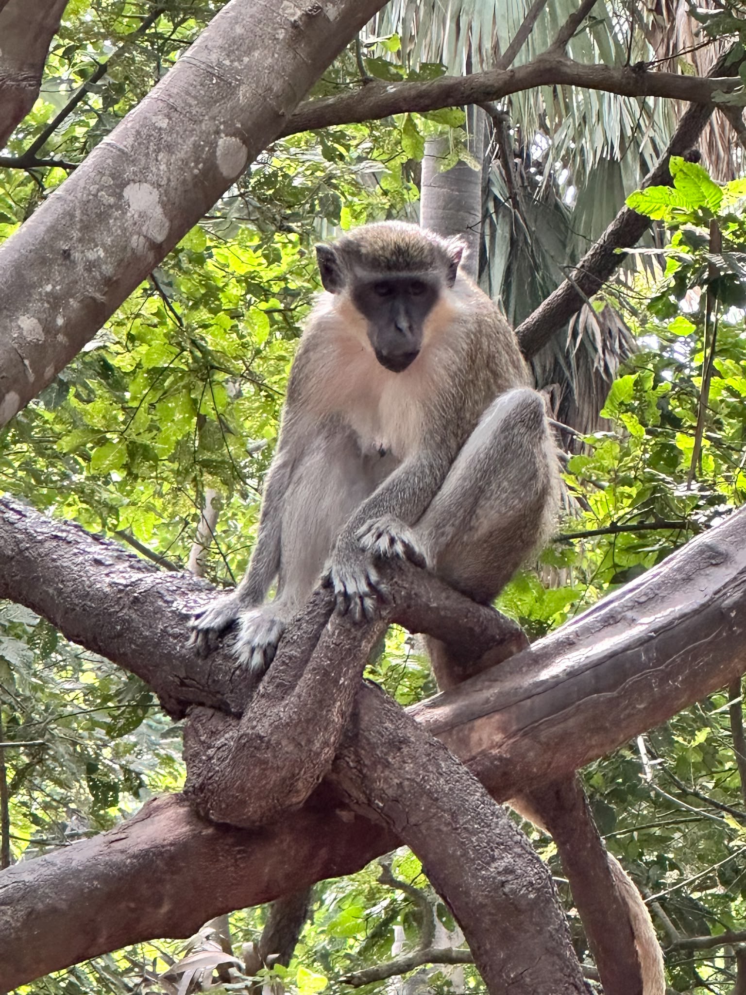 Monkey Park