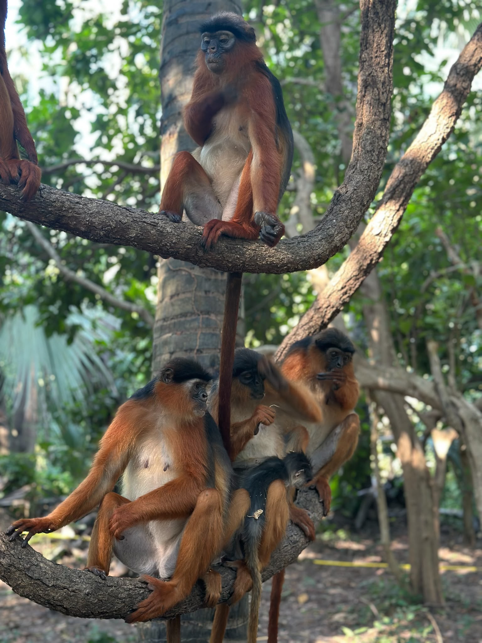 Monkey Park