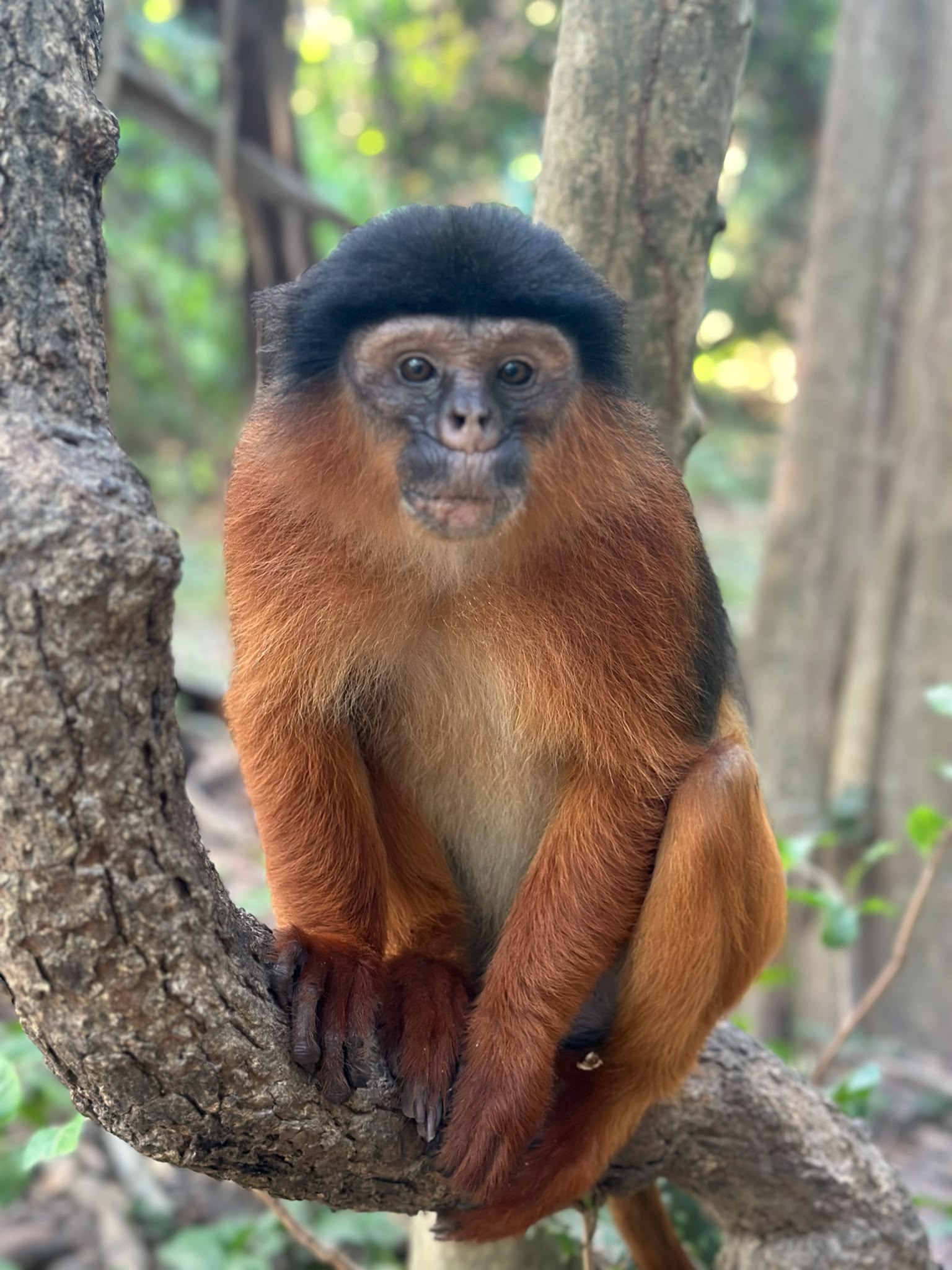 Monkey Park