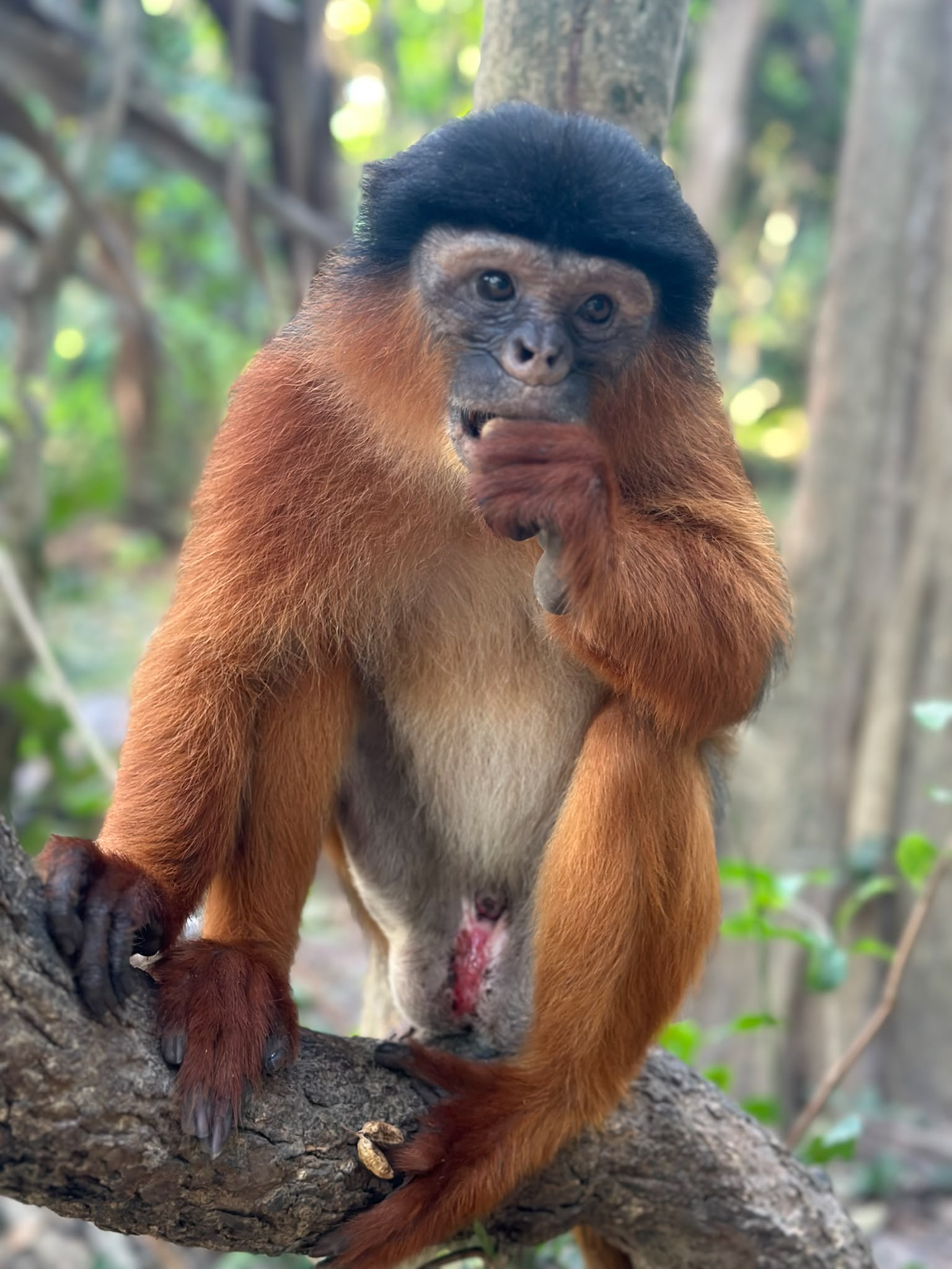 Monkey Park